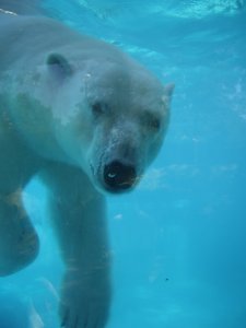 Polar Bear!!