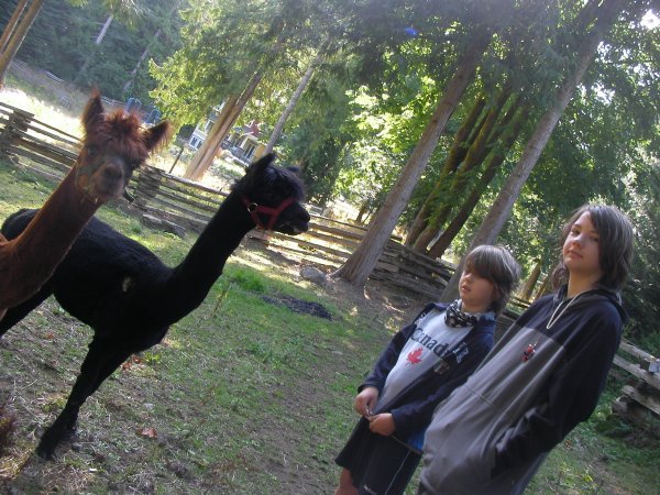 Benjamin & Joshua with the Alpacas