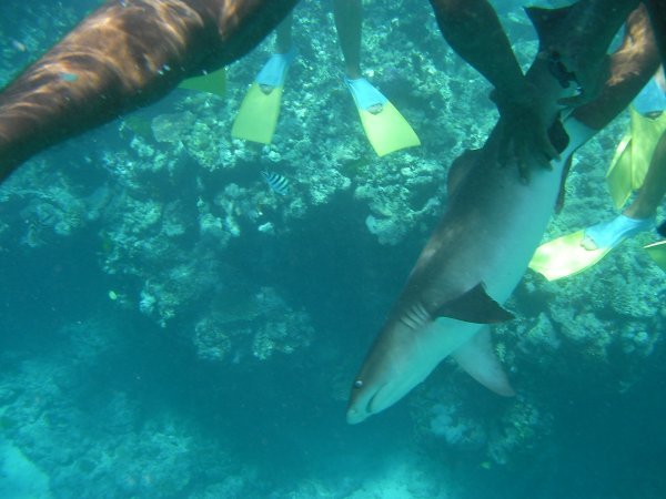Shark handling