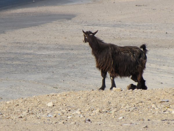 Goat on the side of the road