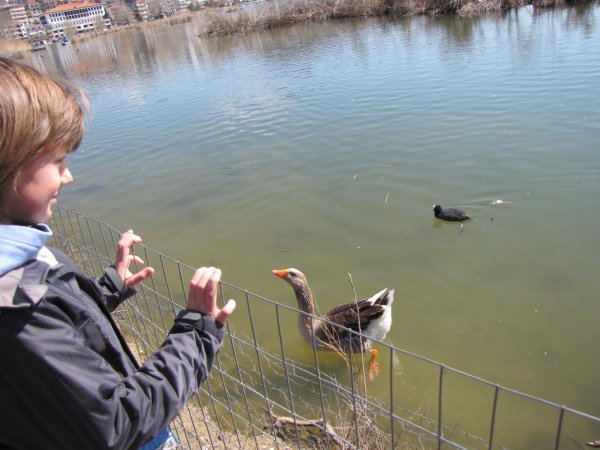 Feeding the ducks in Kastoria