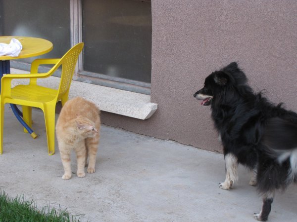 Cat vs dog