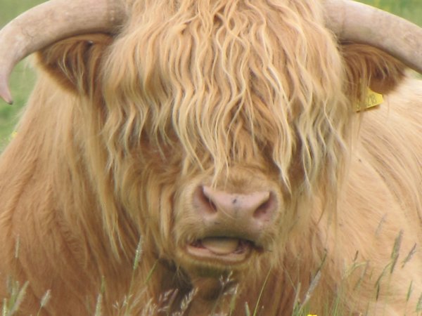 Scotish cattle with long hair