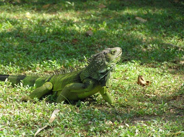 Cool Iguana
