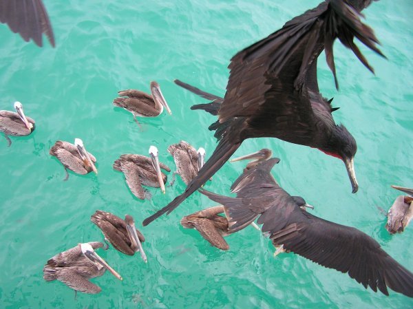 Frigates and pelicans
