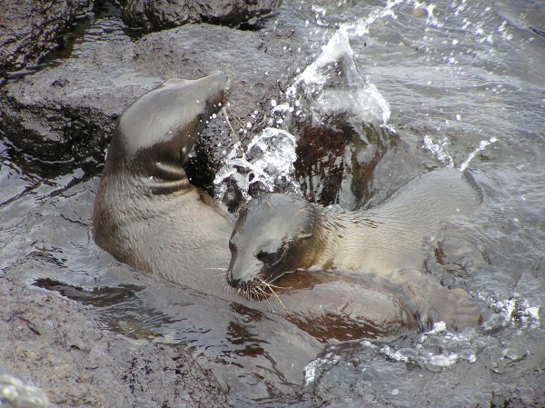 Baby Sea Lions playing