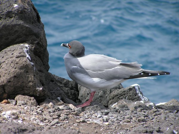 Nocturnal Sea Gull, Plazas Island