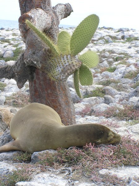 Sea Lion resting, Plazas Island