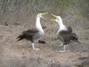 Albatrosses 