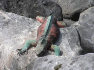Strangely coloured Marine Iguana