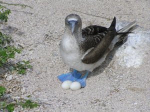 Blue Footed Boobie and Eggs