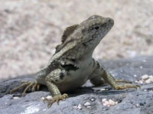 Male Lava Lizard