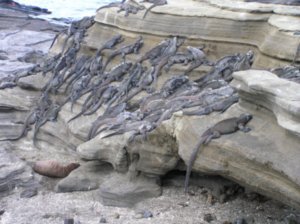 Hundreds of Marine Iguanas