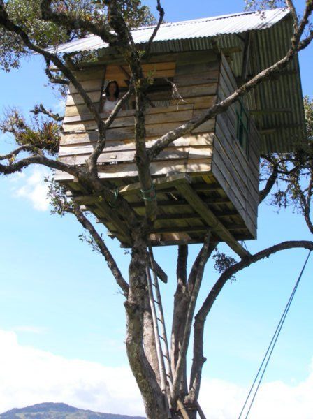 The tree-house