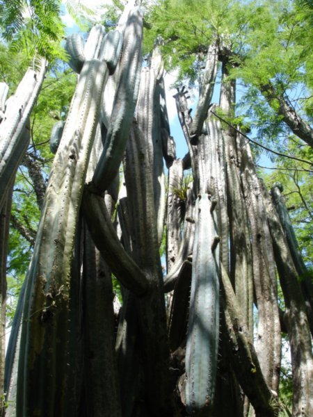 Giant San Pedro Cactus
