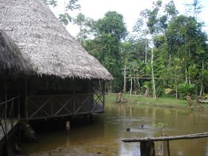 Forest in Iquitos