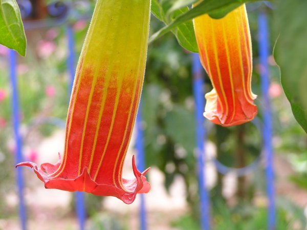 Brugmansia Datura