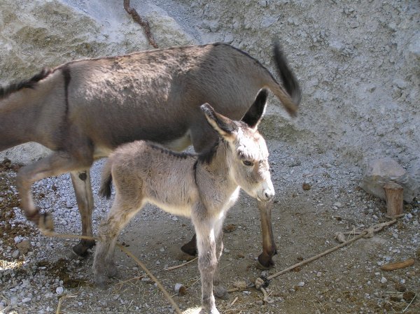 Cute baby donkey