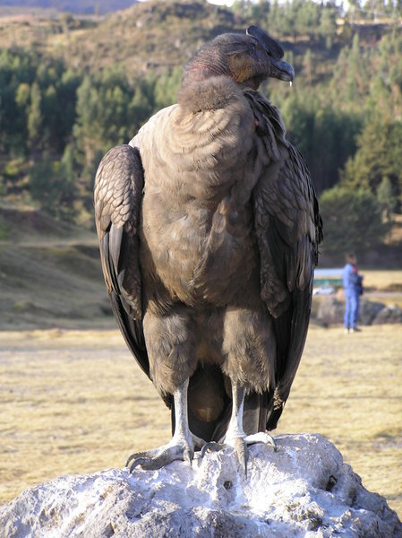 Condor from last year