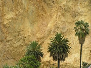 Palms and rock