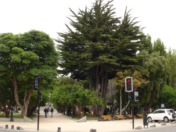Trees in Plaza