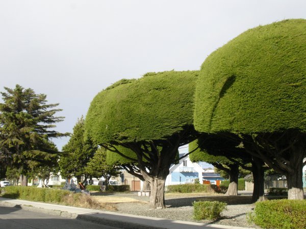 Sculpted Trees
