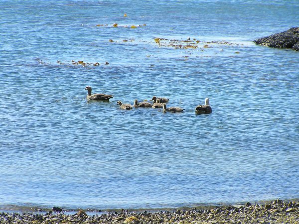 Ducks in the sea