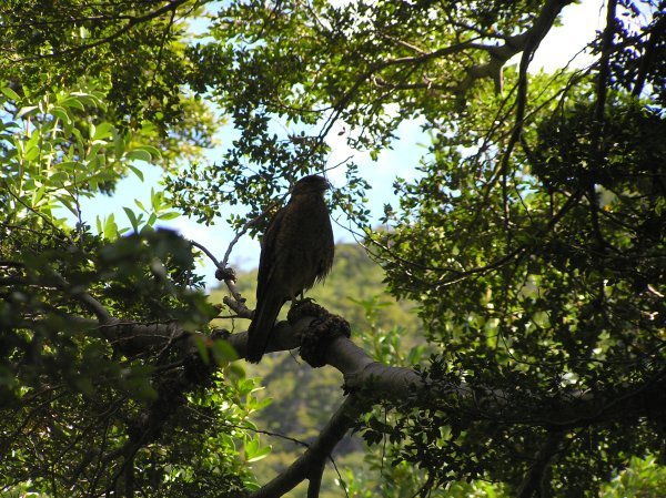 Falcon in tree