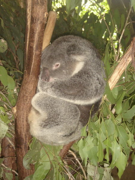chilliger Koala