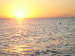 Sonnenuntergang und Delfine