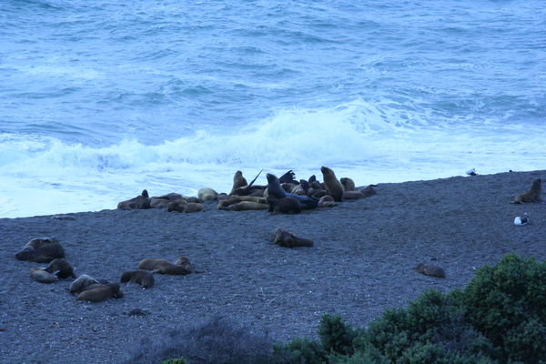 Sea lions at play