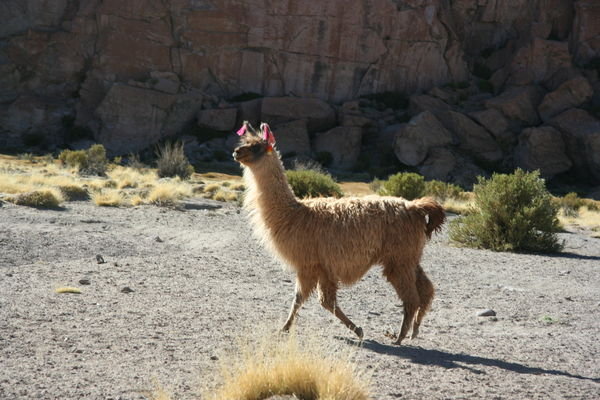 Pretty Llama