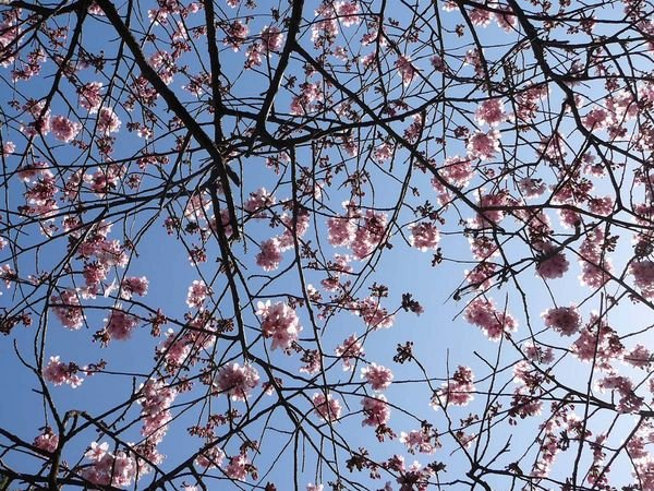 Ume (plum) blossoms