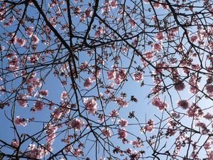 Ume (plum) blossoms