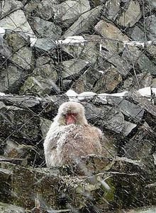 Snow Monkey in a snowsstorm