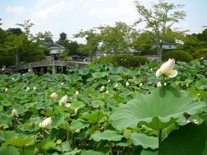 lotus ponds on my way back to Kyoto