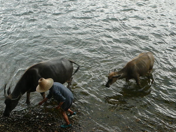 oxen bathing in the river