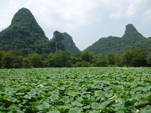Yangshuo lotus pond