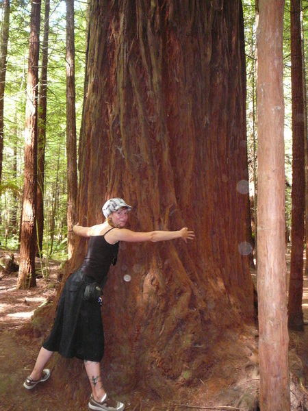 California Redwoods flourish in New Zealand!