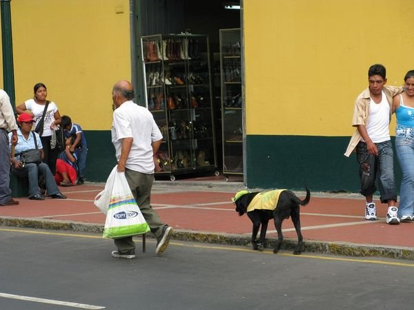 Dog with hat Lima