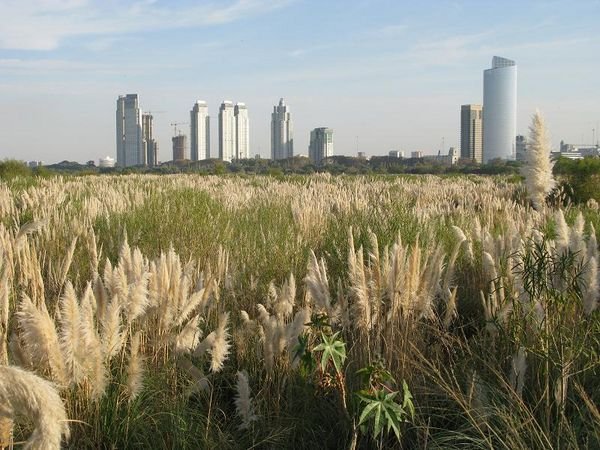 pampas in the city
