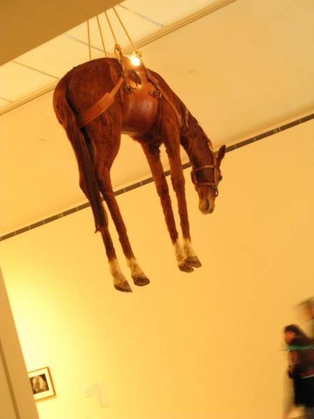 Well-hung horse