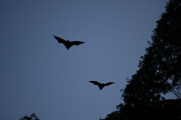 Formation bats