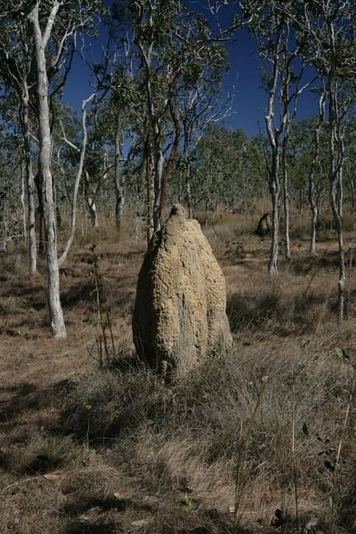 5' High Termite Mound