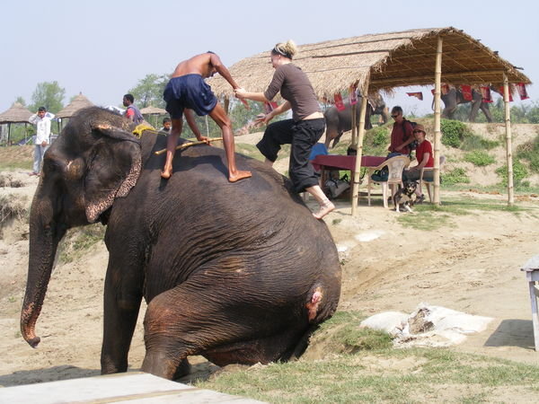 Maya joins the mahout on top... 