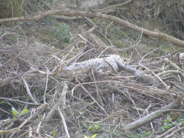 Another river croc