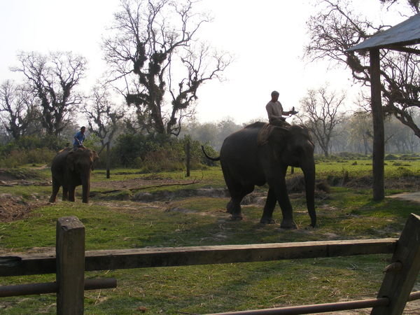 Elephants returning...