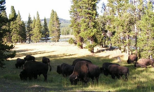herd of buffalo4