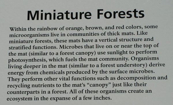 Miniature Forest explanation
