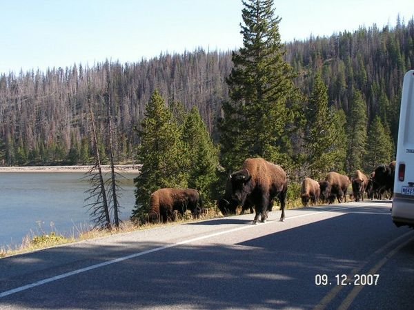 typical 'traffic jam' in Yellowstone1